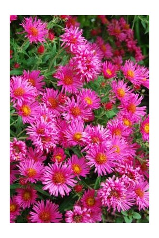 Aster (Symphyotrichum) n.a...