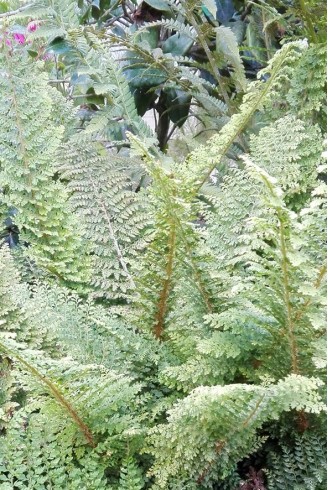 Polystichum setiferum...
