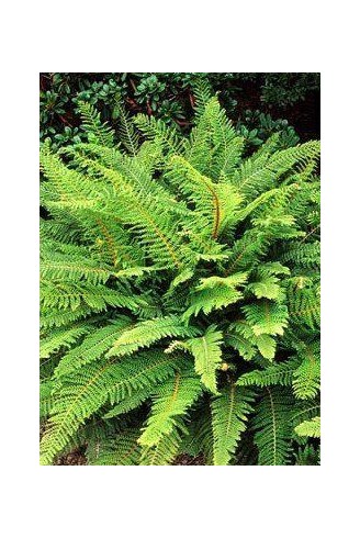 Polystichum setiferum...