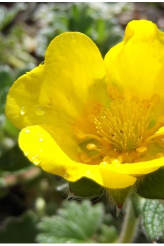 Potentilla megalantha