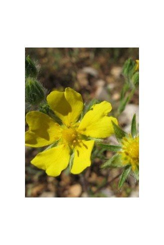 Potentilla pedata