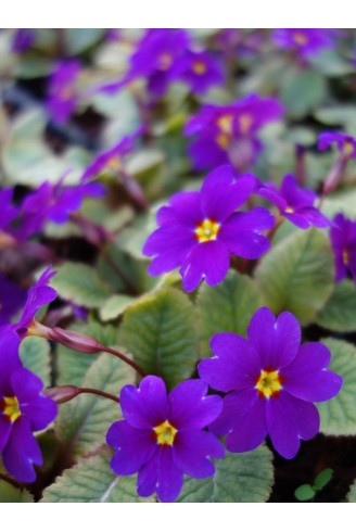 Primula 'Mrs Ferguson'