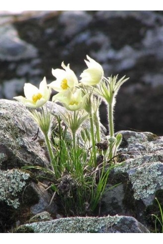 Pulsatilla vulgaris 'Alba'