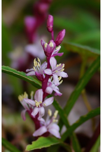 Reineckea carnea