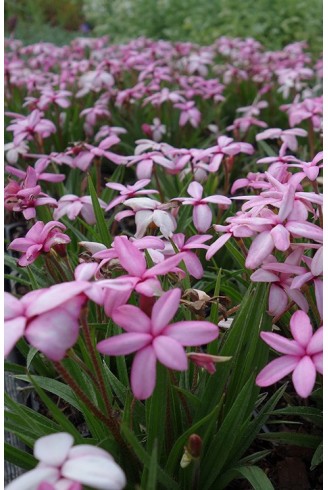 Rhodohypoxis baurii 'Fred...