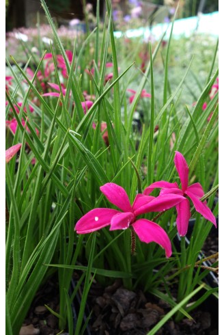 Rhodohypoxis milloïdes...