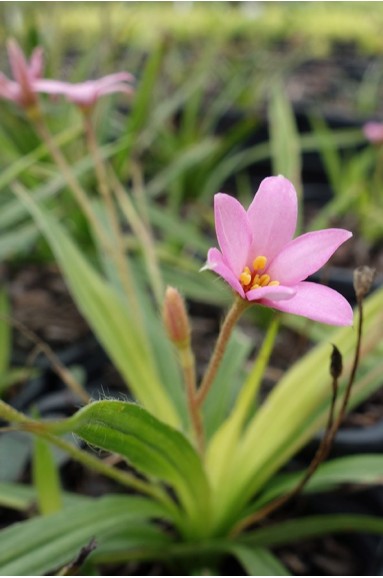 Rhodoxis hybrida 'Hebron Farm Pink'