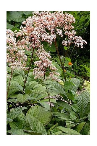 Rodgersia aesculifolia