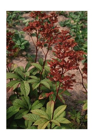 Rodgersia var.henrici hybride