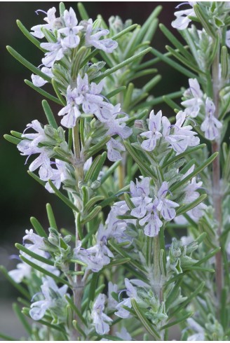 Rosmarinus officinalis 'Mrs...