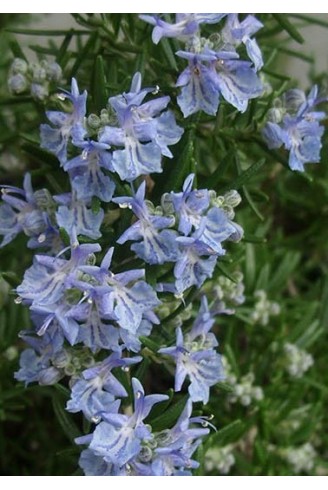 Rosmarinus officinalis 'Sudbury Blue'