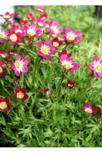 Saxifraga x arendsii...