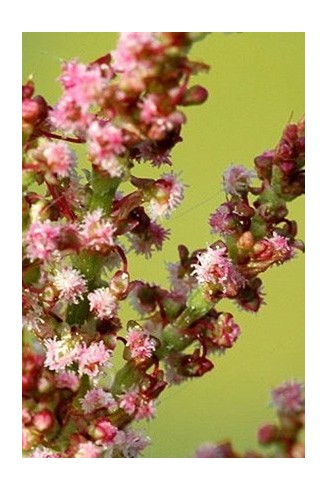 Rumex acetosa