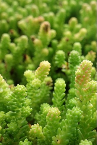 Sedum acre