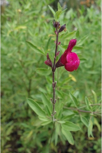 Salvia 'Raspberry Ripple'