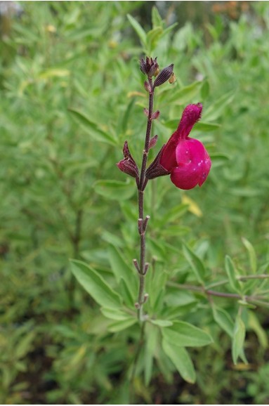 Salvia 'Raspberry Ripple'