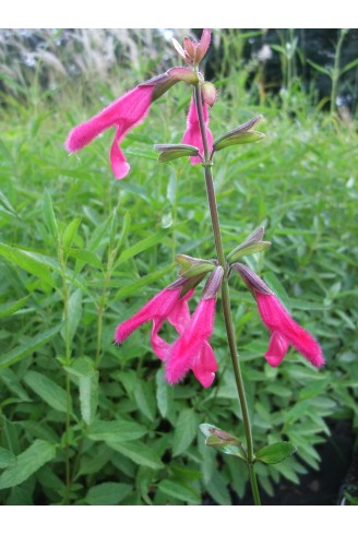 Salvia buchananii