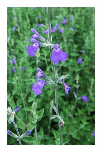 Salvia chamaedryoïdes