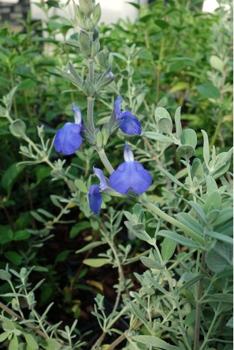 Salvia chamaedryoides argentée fleur