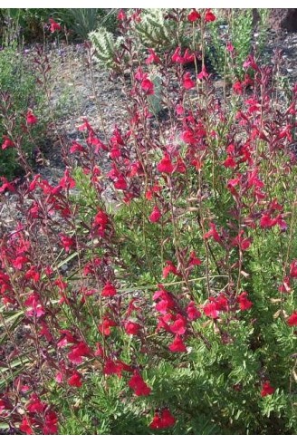 Salvia greggii