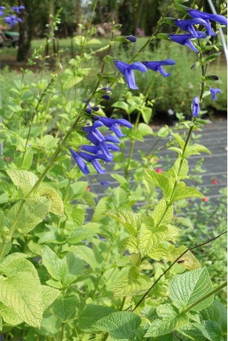 Salvia guaranitica 'Blue Enigma'