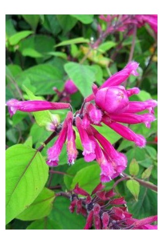 Salvia involucrata 'Bethellii'