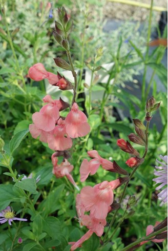 Salvia microphylla...