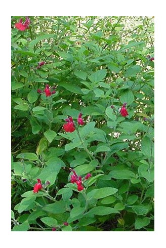 Salvia microphylla...