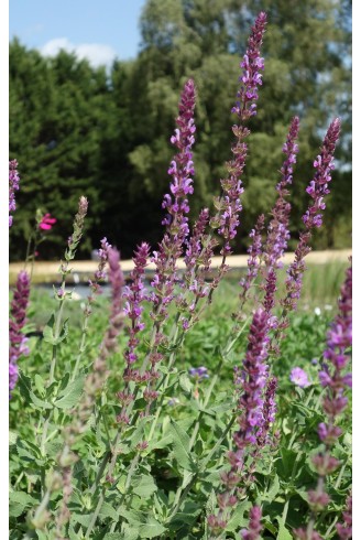 Salvia nemorosa 'Amethyst'