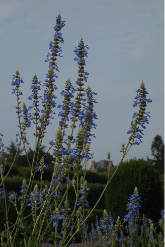 Salvia uliginosa