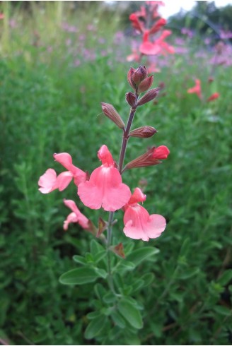 Salvia x jamensis...
