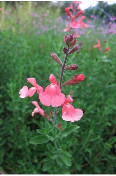 Salvia x jamensis 'Devantville'