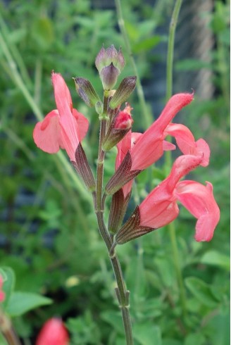Salvia x jamensis 'El Duranzo'