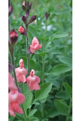 Salvia x jamensis 'Pat Vlasto' en fleur