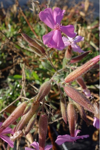 Saponaria x lempergii...