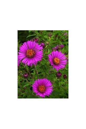 Aster (Symphyotrichum) n.a...