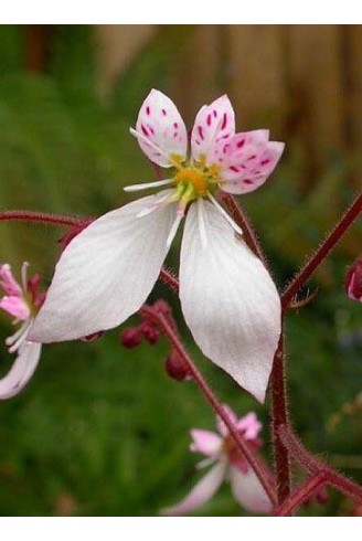 Saxifraga stolonifera var....