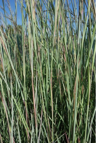 Schizachyrium scoparium