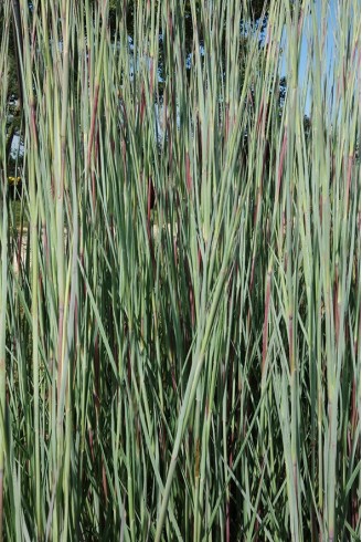 Schizachyrium scoparium...