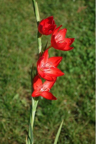 Schizostylis coccinea 'Major'