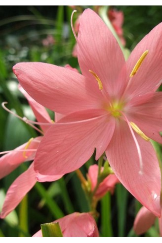 Schizostylis coccinea...