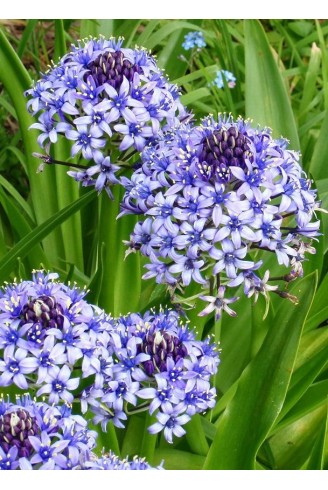 Scilla peruviana