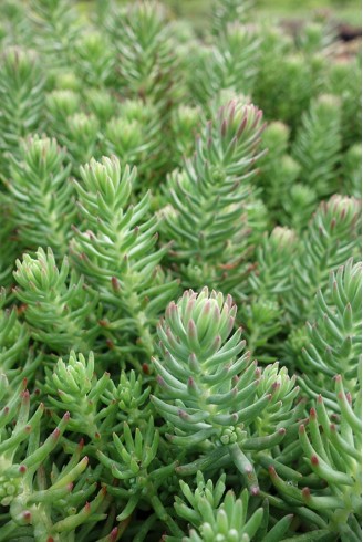 Sedum reflexum 'Glaucum'