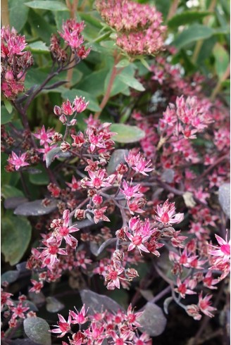 Sedum 'Bertram Anderson'