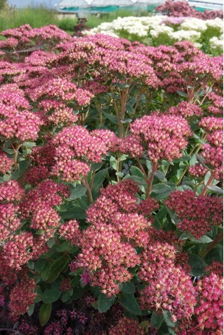 Sedum 'Carl'