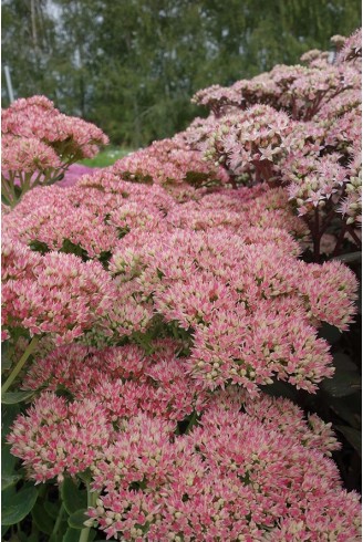 Sedum 'Herbstfreude'...