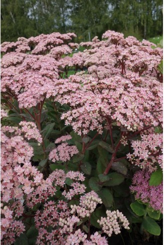 Sedum 'Joyce Henderson'