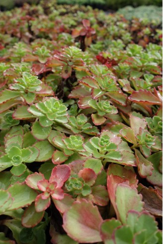 Sedum spurium 'Abum Superbum'