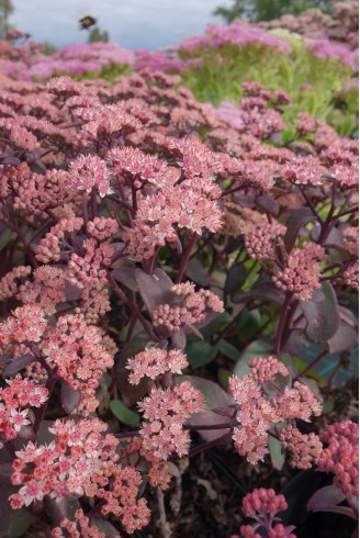 Sedum telephium...