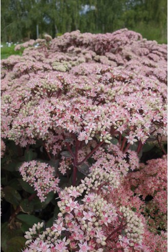 Sedum 'Matrona'